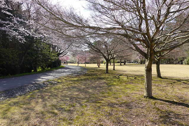 鳥取県西伯郡南部町鶴田 とっとり花回廊 桜まつり ソメイヨシノ（染井吉野）