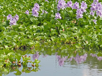 茎の根元が膨らみそれを浮き袋としてぷかぷかと浮かんでいる。