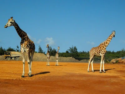 (Kenya) - Mombasa - Haller Park