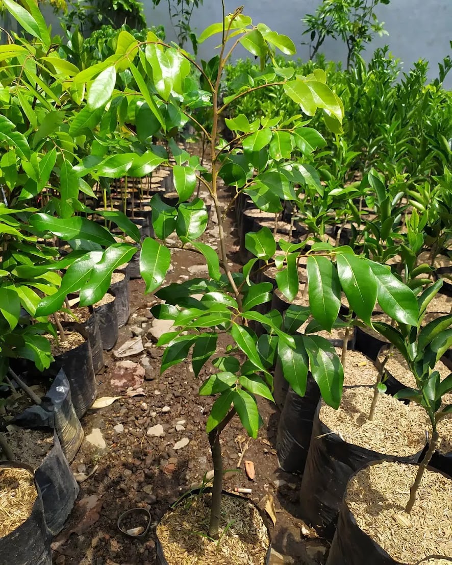 bibit pohon kelengkeng puangray buah manis Banten