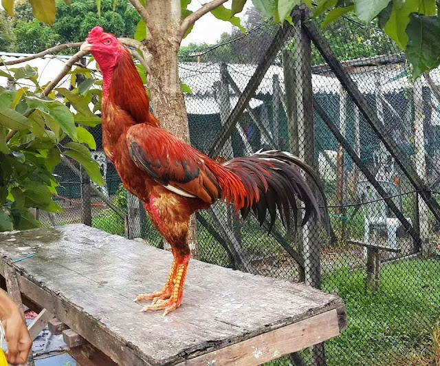  Ayam  Sabung  Fightingcock Assalamualaikum dan selamat datang