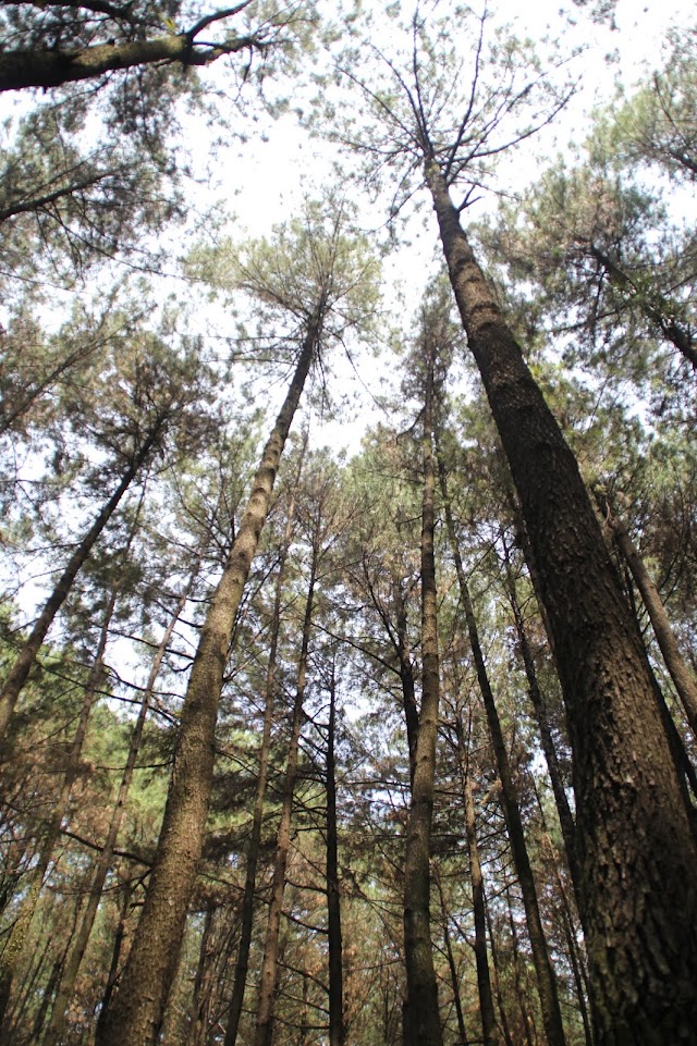 Taman Wisata Alam Gunung Pancar