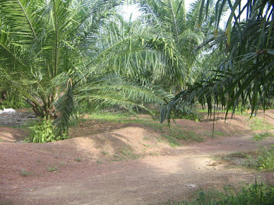 aksi melayu panas ladang kelapa sawit