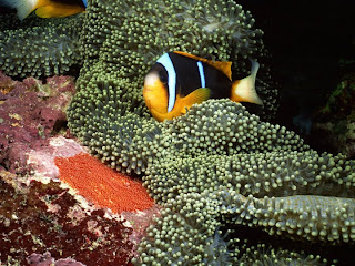 animal fish under sea water coral scenery