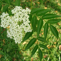 arboles argentinos Saúco Sambucus australis