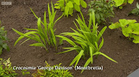 Crocosmia