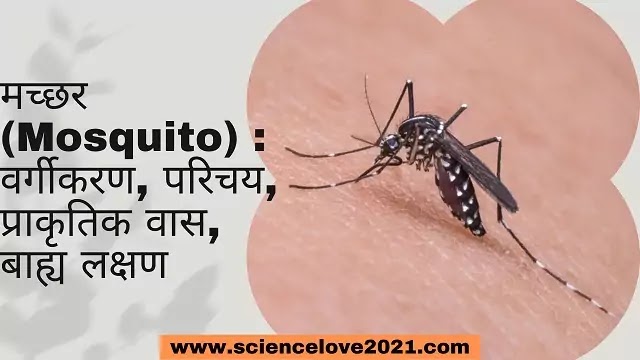 मच्छर (Mosquito) : वर्गीकरण, परिचय, प्राकृतिक वास, बाह्य लक्षण|hindi