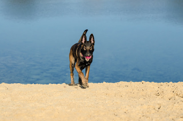 shepherd-dog-breeds