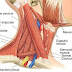 35+ Anatomi Leher Depan