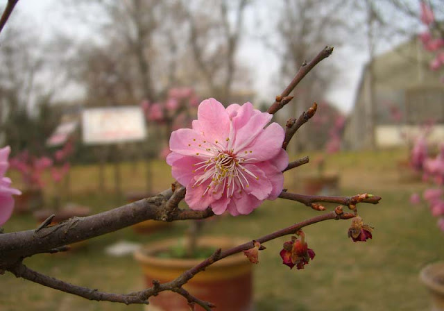 Plum Flowers