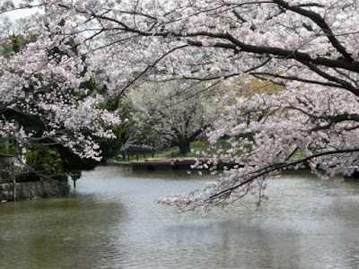  鶴岡八幡宮の桜