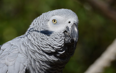 grey parrot widescreen resolution hd wallpaper