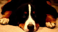 Bernese Mountain Dog Cancer