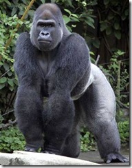 Gorilla
