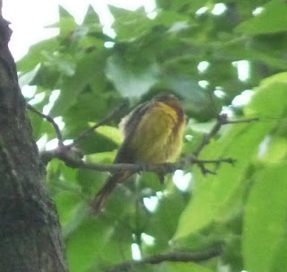 maybe a young orchard oriole