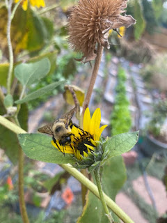 Bee on Flower