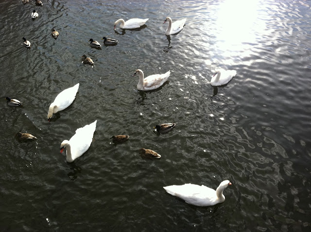 Swans-and-Ducks-at-the-Massapequa-Preserve