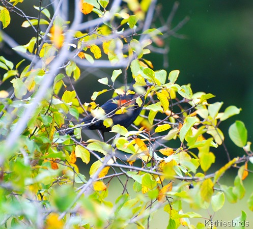 17. hiding-kab