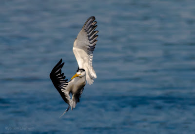 Birds in Flight Photography Presentation @ Tafelberg Photography Club