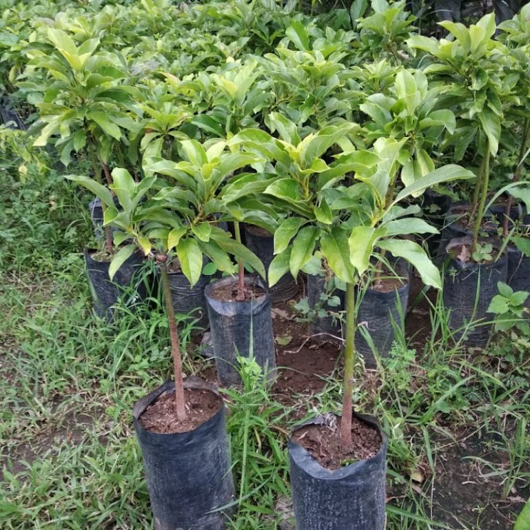 pohon alpukat biji philippines mudah dirawat Tarakan