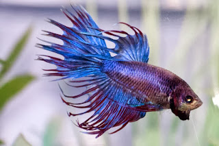 betta fish colors