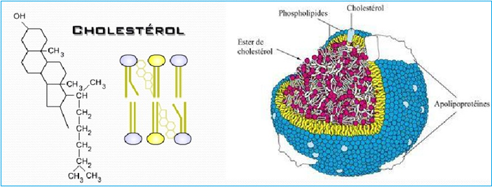 Cholestérol