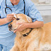 Eye Care for Golden Retriever - Symptoms, Signs and Treatment