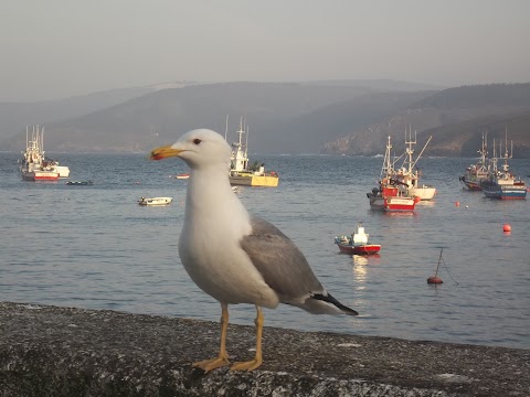 GAVIOTA EN EL PUERTO