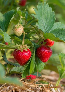 buy starberry plants