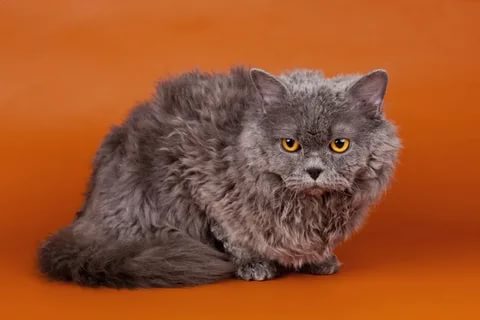 Selkirk Rex