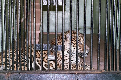 zoo animals in cages