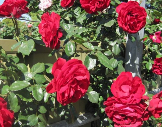 Rose plant at homeگھر میں گلاب کا پودا لگانے کا طریقہ