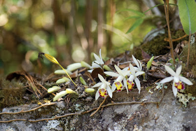 Pleione maculata care and culture