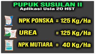 Panduan Pemupukan Padi Yang Benar dan Tepat dari Awal Sampai Akhir