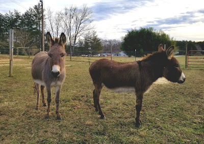 two donkeys in a paddock