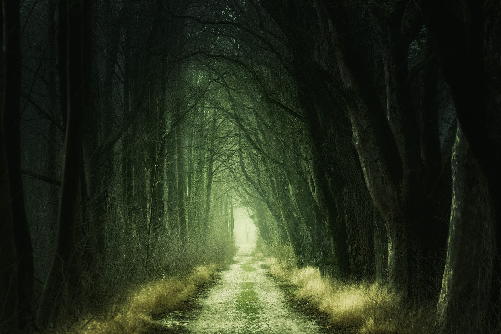 暗い森の奥から光に照らされながら延びる小道