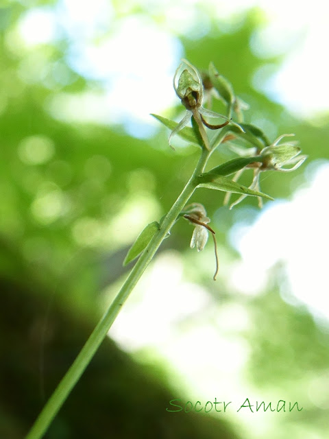 Platanthera ophrydioides