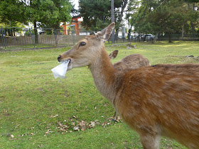 rencontre avec les cerfs à Nara au Japon