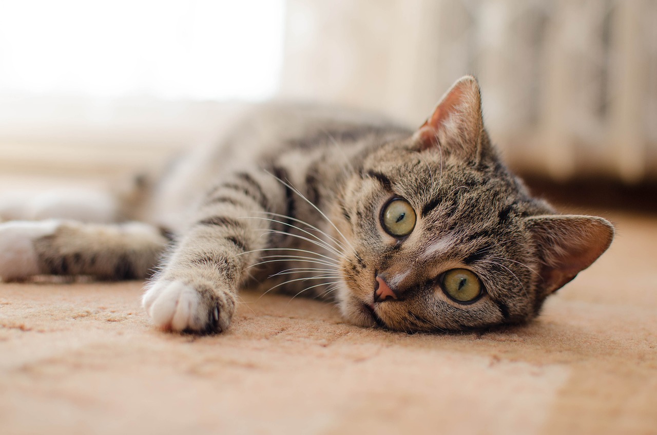  Gambar  Kucing  Comel dan Manja Anak Kucing  Lucu dan Paling 