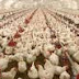 HOW TO START SMALL SCALE POULTRY FARM
