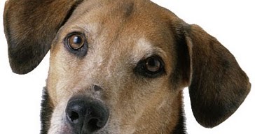 Pet Food Scoop: Cushing Syndrome in Dogs / Cushings ...