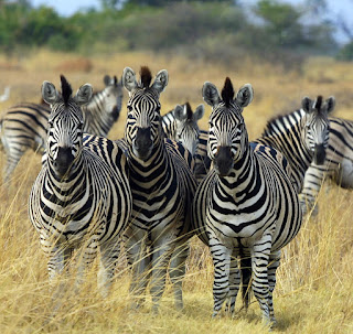 zebra