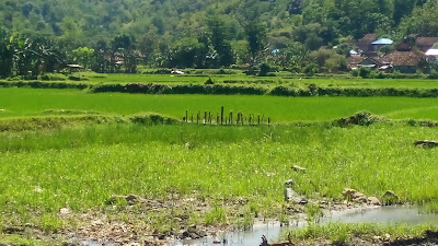 Akibat banjir, 25 Hektar Lahan Sawah Gagal Tanam