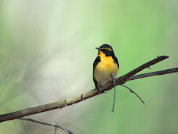 gambar burung kecil, foto burung, wallpaper burung