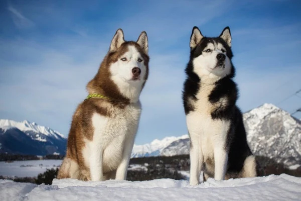 siberian huskies