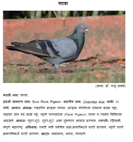 Blue rock pigeon parva kabutar bird information in marathi