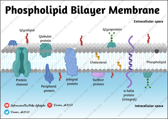 Phospholipid Bilayer: Types, Functions, and Structure