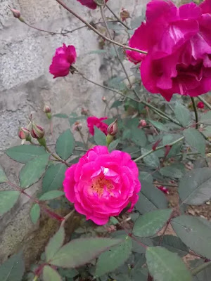 cây hoa hồng quế