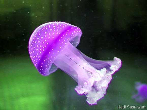 35+ Contoh Hewan Invertebrata Coelenterata