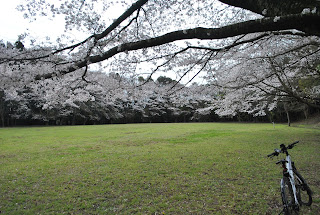 石神城址公園の桜